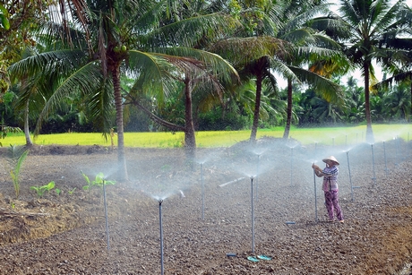 Sản xuất nông nghiệp vẫn là thế mạnh của huyện Mang Thít.