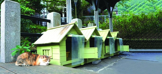 Mèo có nhà riêng, cận kề nhà dân ở Hầu Động