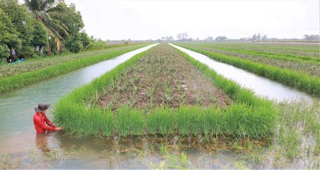 Lúa bệ được trồng từ giống lúa mùa và thuận theo tự nhiên phát triển, không dùng phân bón, thuốc hóa học.