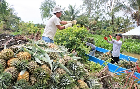 Trong mô hình sinh kế “3 trong 1”, khóm là cây trồng chủ lực, nguồn thu nhập chính hàng năm của hơn 80% hộ dân ở xã Vĩnh Phước A.
