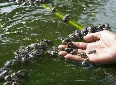 Anh Thạch Quân dự kiến cung ứng cho thị trường Tết năm nay khoảng 2 tấn ếch thương phẩm