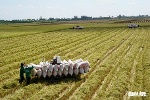 Những điều kiện nào để được tham gia đề án 1 triệu ha lúa chất lượng cao?