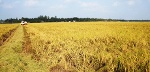 Vụ lúa Đông Xuân: Giá cao, nông dân phấn khởi