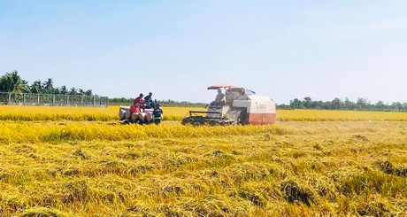 Lúa sản xuất tại ĐBSCL chiếm trên 90% sản lượng gạo xuất khẩu của cả nước.