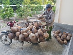 Giá dừa khô tăng từ 5.000- 10.000 đ/chục