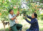 Mê mắt với vườn thanh trà ngọt của những lão nông ở Bình Minh