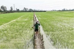 Ấn Độ, Thái Lan, Việt Nam - 'Vựa lúa' thế giới bị đe dọa vì xài nước ngầm quá mức