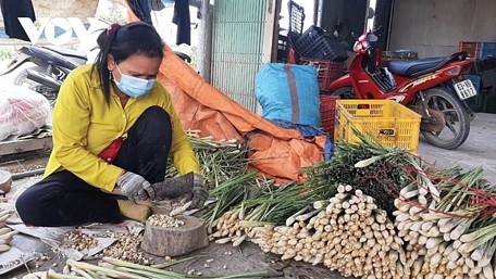  Nông dân huyện cù lao Tân Phú Đông vẫn có thu nhập nhờ trồng cây sả.