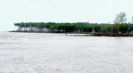 Một vạt rừng ở Hố Gùi, huyện Đầm Dơi đang trong quá trình sạt lở trơ trụi.