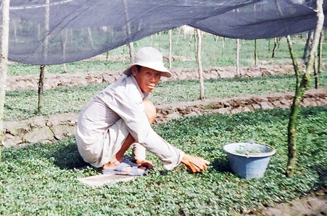 Nông dân ở ấp Thuận Tiến C, xã Thuận An (TX Bình Minh) đang chăm sóc rau xà lách xoong.