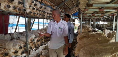 Trại nấm bào ngư xám của ông Nguyễn Ngọc Thành (ở xã Nhơn Bình, huyện Trà Ôn) cho thu nhập khá.