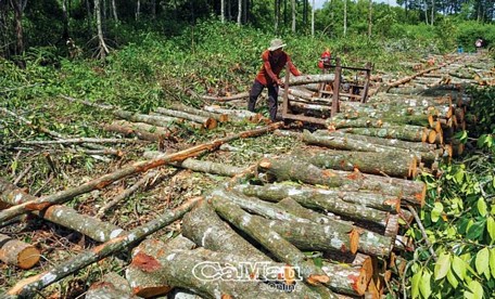 Khai thác gỗ đước tại Tiểu khu 127 thuộc Công ty TNHH MTV Lâm nghiệp Ngọc Hiển.