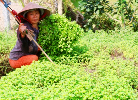 Nông dân huyện Long Hồ đang tích cực chuyển đổi cây trồng, đa dạng hóa sản phẩm nông nghiệp phục vụ người tiêu dùng.