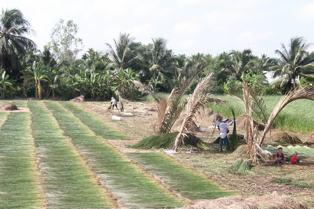 Trên cánh đồng lác vừa thu hoạch, người dân “dựng trại” lá dừa nước che nắng để thực hiện các công đoạn tiếp theo.