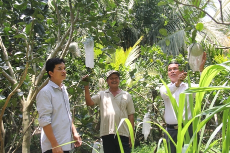Vườn cây trái tươi tốt trong đê bao liên hộ ấp Tân Phong.