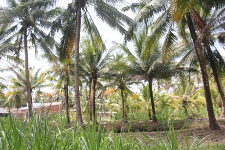 “Hệ sinh thái” đa dạng dưới vườn dừa.