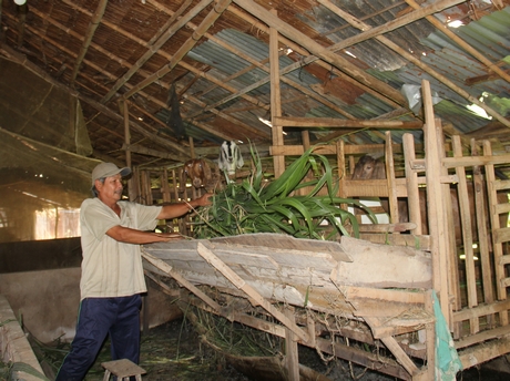 Chú Tư (chú Lê Văn Hoàng Em) chăm sóc đàn dê bên vườn dừa sai trái.