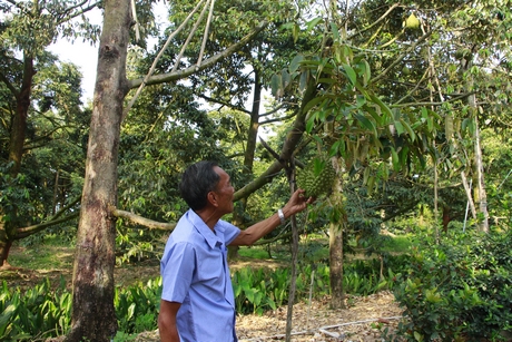 Người dân cù lao Dài (2 xã Thanh Bình và Quới Thiện, huyện Vũng Liêm) có một mùa sầu riêng thích ứng tốt hơn với hạn mặn.