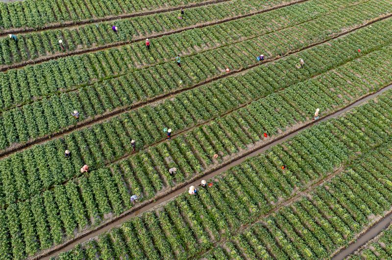 “Xứ rẫy”, trong đó khoai lang chiếm diện tích áp đảo đất nông nghiệp và là sản phẩm chủ lực, xuất khẩu chính ngạch sang thị trường Trung Quốc.
