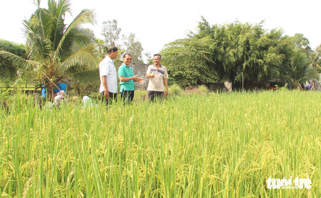 Ông Tư Việt (bìa phải) đang nói về cây lúa mùa từng gắn bó bao đời nông dân - Ảnh CHÍ CÔNG
