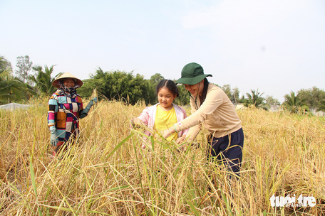  Du khách đến trải nghiệm gặt lúa mùa trên đồng của ông Tư Việt - Ảnh: CHÍ CÔNG
