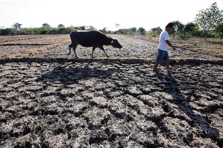 Đợt El Nino xảy ra vào năm 2015 dẫn đến hạn hán nghiêm trọng tại Philippines, nông dân cho biết họ đã bị mất 40% mùa màng.