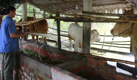 Người chăn nuôi cần chú trọng công tác phòng chống dịch bệnh cho vật nuôi giai đoạn chuyển mùa.