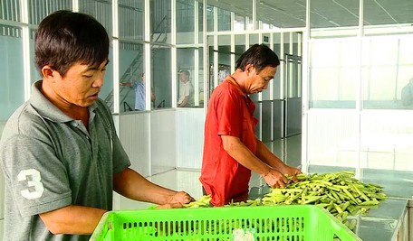 Thu nhập bình quân đầu người của xã Phú Quới đạt 54,37 triệu đồng/năm, vượt 1,37 triệu đồng so quy định xã đạt chuẩn NTM năm 2022.