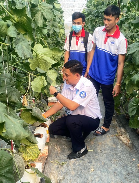 Tỉnh Đoàn tổ chức hoạt động trải nghiệm thực tế tại mô hình trồng dưa lưới trong nhà kín.