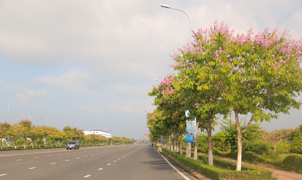 Những con đường: Võ Văn Kiệt, N12, D5,… phủ sắc tím.