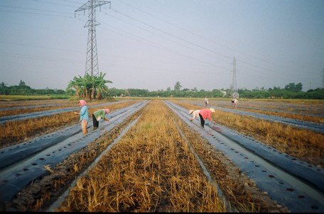 Sử dụng màng phủ nông nghiệp là biện pháp kỹ thuật hỗ trợ tích cực, giúp người làm rẫy thành công trong mùa mưa.