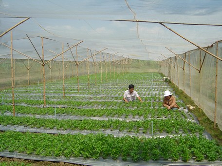 Trồng rau trong nhà lưới sẽ giúp làm giảm tối đa tác động của mưa lớn, gió mạnh trong mùa mưa.