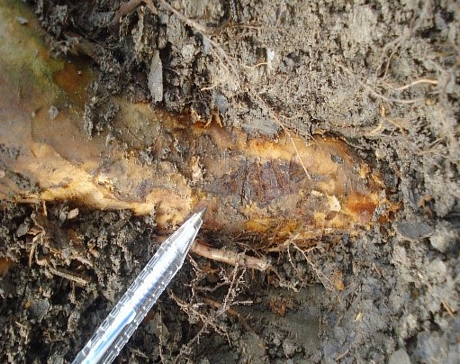 Triệu chứng cây ổi bị bệnh thối rễ: rễ to có vết đen.