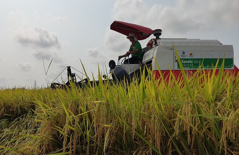 Canh tác gạo theo hướng hữu cơ là giải pháp gia tăng xuất khẩu gạo sang EU.