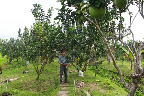Vĩnh Long đã hình thành nhiều vùng sản xuất cây ăn trái chuyên canh lớn, tập trung, trong đó có bưởi năm roi (ở xã Mỹ Hòa, Đông Thành, TX Bình Minh).