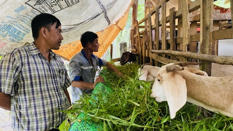 Cán bộ Hội Nông dân xã Hòa Lộc trao đổi hướng phát triển mô hình chăn nuôi của gia đình anh Thanh.
