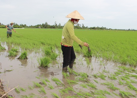  Nhiều ruộng lúa bị chết giống do mưa lớn kéo dài, nông dân phải giặm lại.