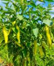 Ứng dụng giá thể hữu cơ vi sinh trồng ớt sừng vàng châu Phi