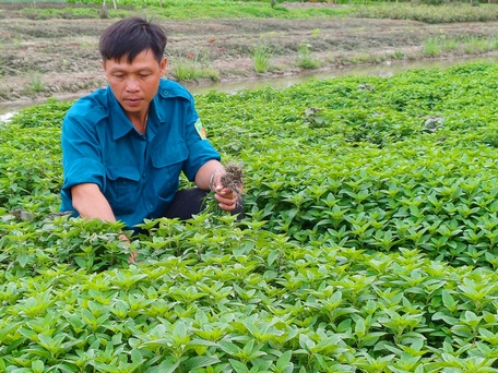 Xã Phước Hậu phát huy thế mạnh trồng màu, giúp nông dân tăng thu nhập.