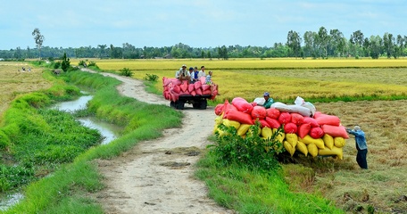  Xuất khẩu gạo Việt Nam đứng trước cơ hội lớn. Ảnh minh họa
