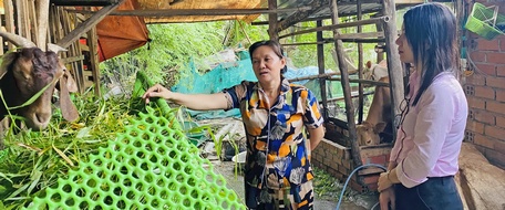 Một hộ dân chăn nuôi được hỗ trợ từ nguồn vốn vay tín dụng chính sách ở huyện Tam Bình.