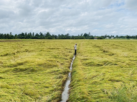Tại Vĩnh Long, mưa lớn làm nhiều diện tích lúa đổ ngã, gây thiệt hại không nhỏ.