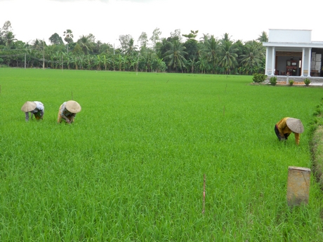 Nông dân trong tỉnh đang tích cực chăm sóc trà lúa Thu Đông 2023 đã xuống giống.