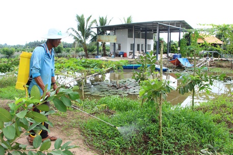 Nông dân cần bảo vệ bộ rễ cây khỏe khi vào mùa mưa.