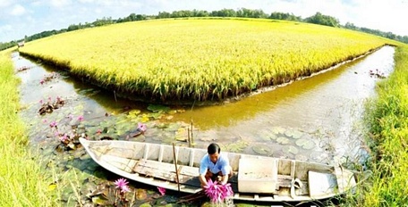  Mô hình sản xuất lúa - tôm kết hợp nuôi cá đồng và trồng bông súng cho thu nhập 150 triệu đồng/ha/năm ở huyện Hồng Dân (tỉnh Bạc Liêu). Ảnh: L.D