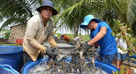  Nông dân huyện An Minh (tỉnh Kiên Giang) trúng mùa tôm càng xanh trên đất lúa. Ảnh: L.D