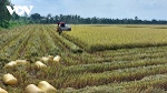 Thiếu nước, vụ Đông Xuân ở ĐBSCL có đảm bảo 10 triệu tấn lúa?
