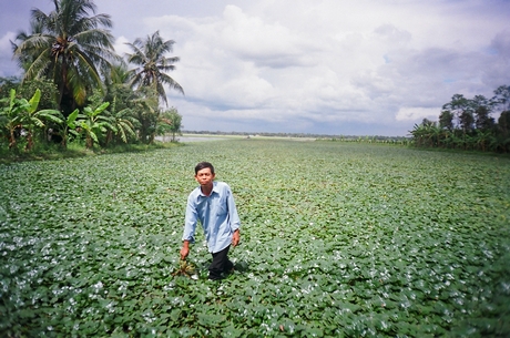 Mô hình trồng ấu mùa nước nổi đem lại thu nhập khá cho nông dân ở xã Tân Hạnh (Long Hồ) từ nhiều năm qua.