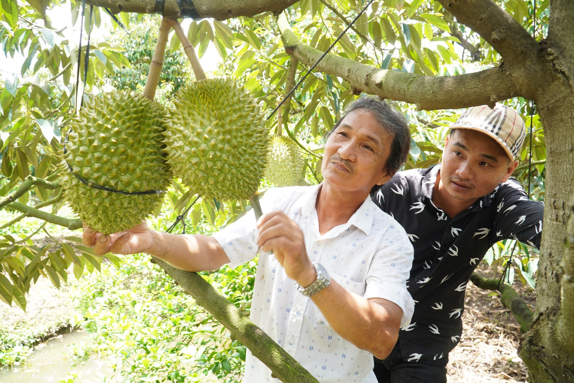 Người dân ở ĐBSCL, trong đó có nông dân tỉnh Hậu Giang đang mở rộng diện tích trồng sầu riêng. Ảnh: Huỳnh Xây