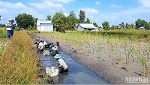 Cà Mau mở rộng vùng sản xuất lúa-tôm theo tiêu chuẩn quốc tế